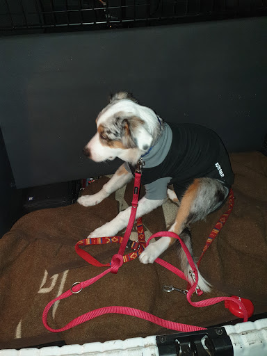 Tierärztliche Gemeinschaftspraxis Westeremstek PartGmbB unter Emstek, Niedersachsen