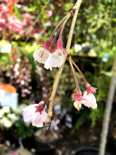 Garden Center «Stonewall Garden Center», reviews and photos, 4675 PA-447, Canadensis, PA 18325, USA