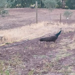 Photo n°6 de l'avis de Lucia.' fait le 31/07/2022 à 07:13 sur le  Agriturismo Mura Uppulos à Pozzomaggiore