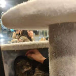 Photo n°2 de l'avis de Alessia.r fait le 06/01/2024 à 21:02 sur le  Dr. Cat - Pet Lounge Bistrot à Brescia