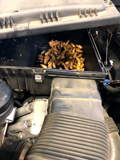 German Auto Specialist image