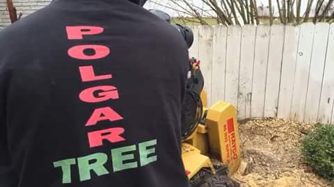 Tree Service «Polgar Tree Service & Removal LLC», reviews and photos