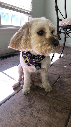 Pet Groomer «Blue Ribbon Dog Grooming LLC Anderson», reviews and photos, 5038 S Scatterfield Rd, Anderson, IN 46013, USA