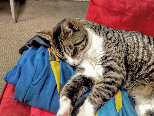 Pet Supply Store «PetSmart», reviews and photos, 4975 Cal Sag Rd, Crestwood, IL 60445, USA