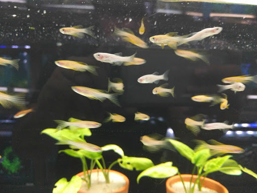 Pet Store «Forest Lake Pets», reviews and photos, 120 Lake St N, Forest Lake, MN 55025, USA