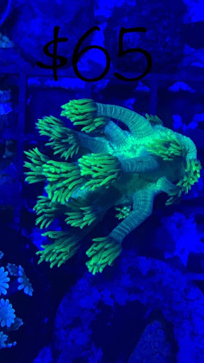 Smokin 3D Reefer LLC