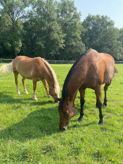 Equestrian Therapy Program