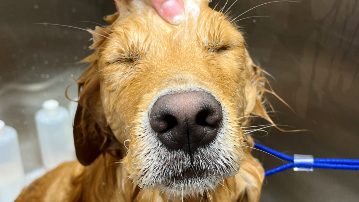 Puptown Lounge Grooming House