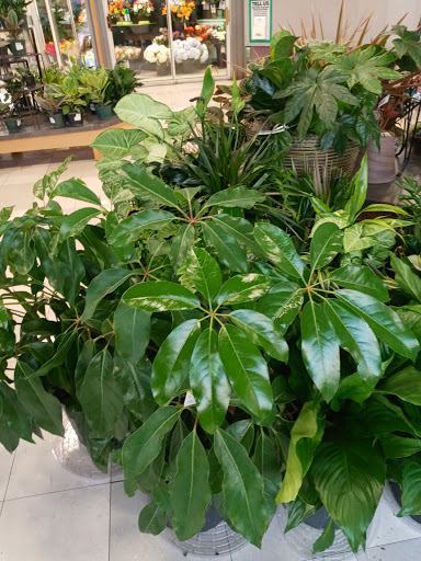 Garden Center «English Gardens», reviews and photos, 44850 Garfield Rd, Charter Twp of Clinton, MI 48038, USA