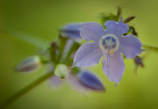 National Park «Stones River National Battlefield», reviews and photos, 3501 Old Nashville Hwy, Murfreesboro, TN 37129, USA