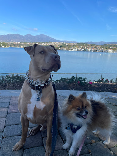 Pet Supply Store «PetSmart», reviews and photos, 30515 Av. de Las Flores, Rancho Santa Margarita, CA 92688, USA