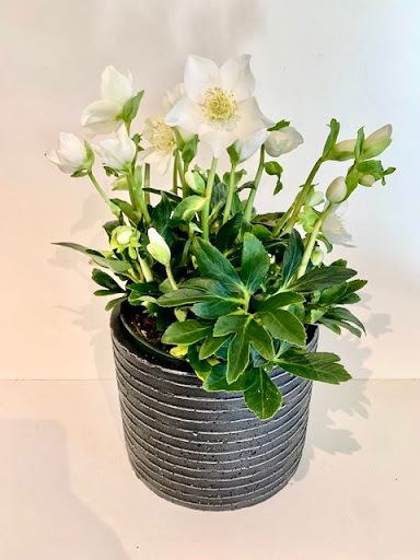 Florist «Medford Florist», reviews and photos, 38 S Main St, Medford, NJ 08055, USA