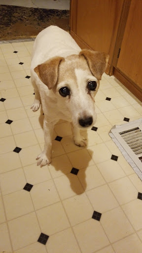 Pet Supply Store «Mud Bay», reviews and photos, 8909 Martin Way E, Lacey, WA 98516, USA