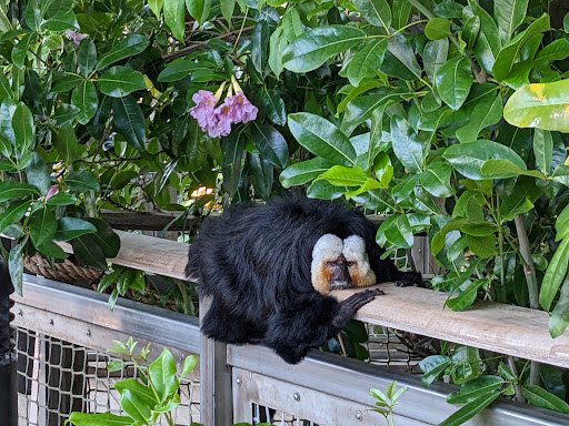 Zoo «Rainforest Pyramid», reviews and photos, 1 Hope Blvd, Galveston, TX 77554, USA