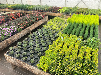 Au Jardin Fleuri ets horticoles Henry D. à Baccarat