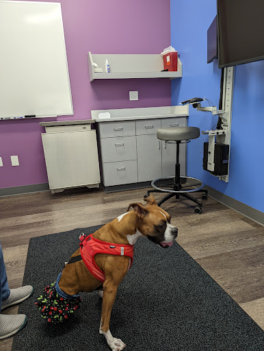 MISCA-Minimally Invasive Specialty Center for Animals image