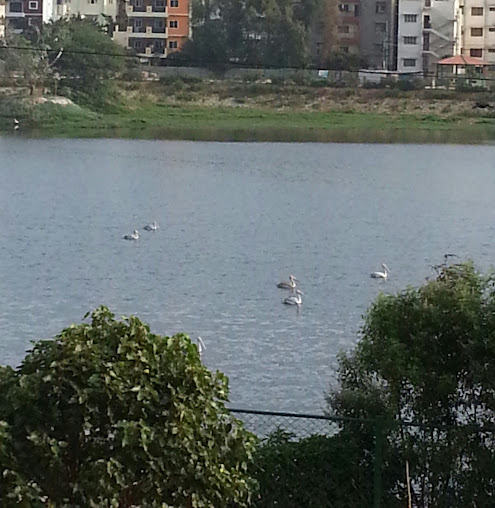 Google Maps image 15