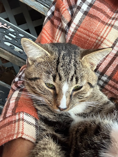 Rolling Pet Veterinary Services image