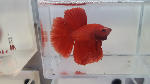 Pet Store «Mike Pet Center LLC», reviews and photos, 133 NJ-35, Neptune City, NJ 07753, USA