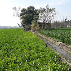 Mittran Di Motar photo