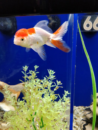 Pet Supply Store «PetSmart», reviews and photos, 11833 Dallas Pkwy, Frisco, TX 75033, USA