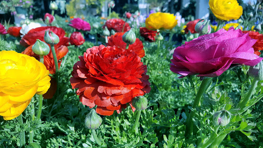 Florist «Villa Hermosa Plant Shop», reviews and photos, 23121 Anza Ave, Torrance, CA 90505, USA