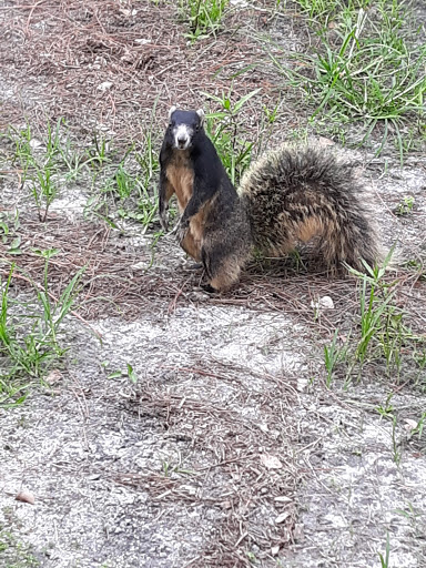 Country Club «Palmetto-Pine Country Club», reviews and photos, 1940 SW 9th Ct, Cape Coral, FL 33991, USA