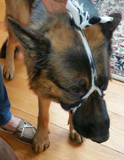 Pet Supply Store «Cheshire Cat & Dog Too», reviews and photos, 1320 Waterbury Rd, Cheshire, CT 06410, USA