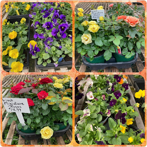 Wholesale Plant Nursery «Garden Fantasy», reviews and photos, 43250 Tyler Rd, Belleville, MI 48111, USA