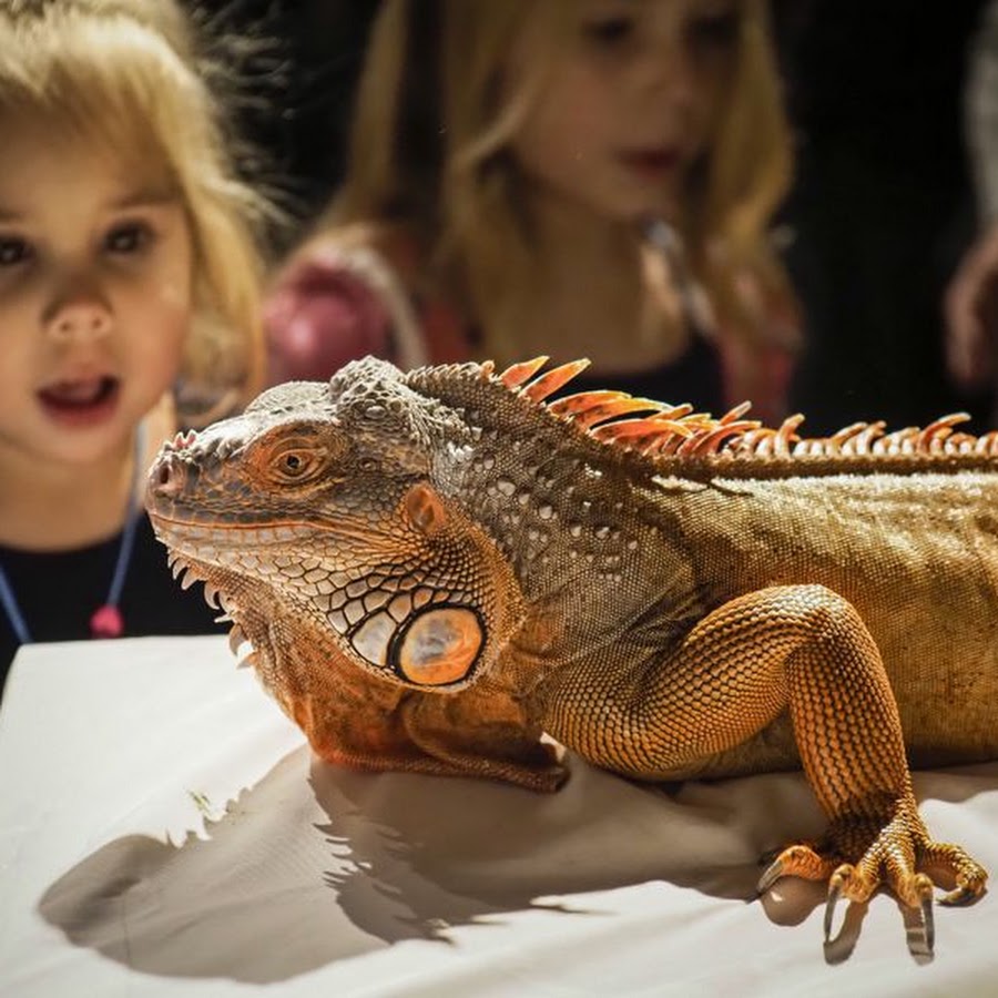 Reptile Shows Of New England
