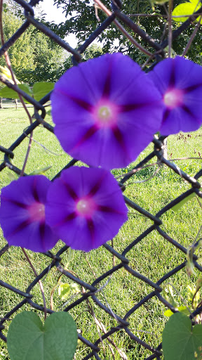 Park «Marquette Park», reviews and photos, 6743 S Kedzie Ave, Chicago, IL 60629, USA