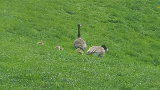 Public Golf Course «Elmwood 18 Hole Golf Course», reviews and photos, 6232 Pacific St, Omaha, NE 68106, USA