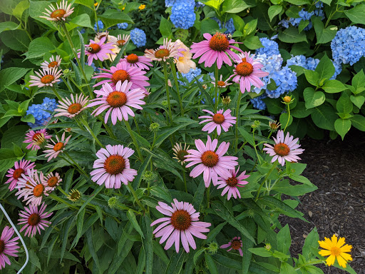 Heritage Museum «Heritage Museums & Gardens», reviews and photos, 67 Grove St, Sandwich, MA 02563, USA