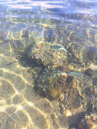 Photo n°9 de Punta Spano à Lumio ()