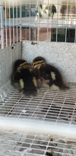 Animal Feed Store «Whittier Feed Store», reviews and photos, 12618 Penn St, Whittier, CA 90602, USA