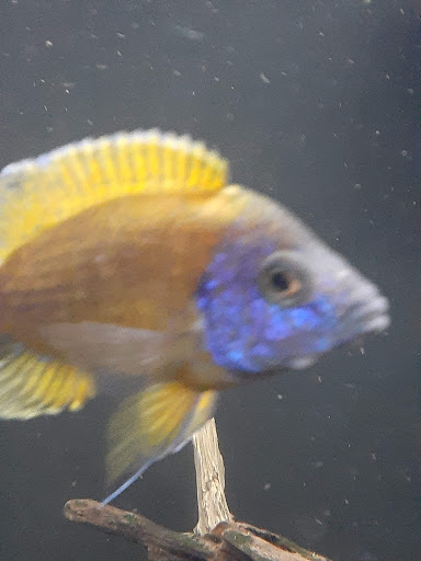 Pet Supply Store «Pet Supplies Plus», reviews and photos, 1810 Declaration Dr, Independence, KY 41051, USA