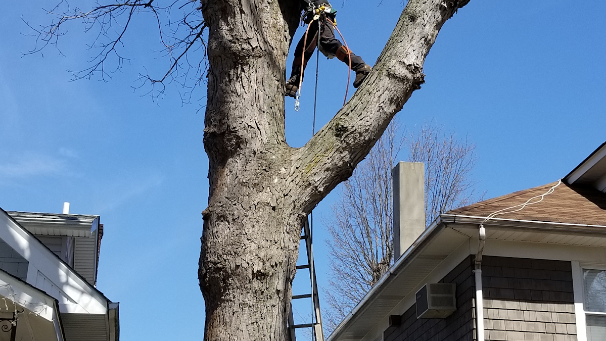 I would definitely recommend Evergreen Tree Service! The team was professional, neat and hardworking