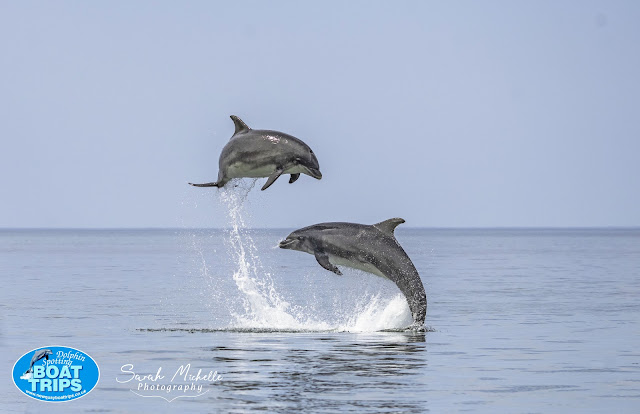 New Quay Boat Trips - Dolphin Spotting Adventures