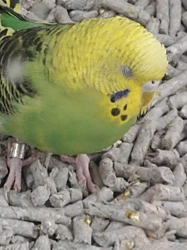 Pet Supply Store «Petco Animal Supplies», reviews and photos, 2435 N Hwy 67, Florissant, MO 63033, USA