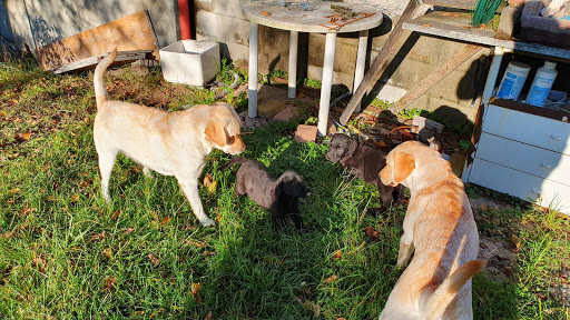 Pensioni per cani e dog hotel a Dog Village
