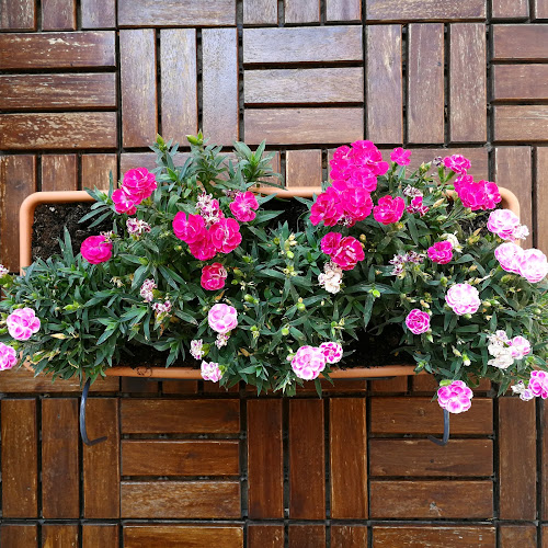 Értékelések erről a helyről: Virágzó Balkon, Szentendre - Kertészkedő