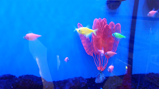 Pet Supply Store «Petco Animal Supplies», reviews and photos, 852 N Western Ave, San Pedro, CA 90732, USA