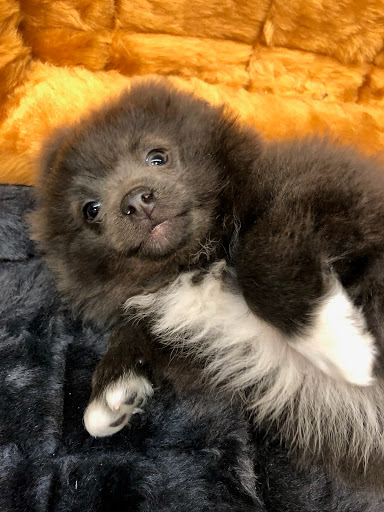 Pet Store «Four Paws and a Tail», reviews and photos, 120 Northtown Dr, Blaine, MN 55434, USA