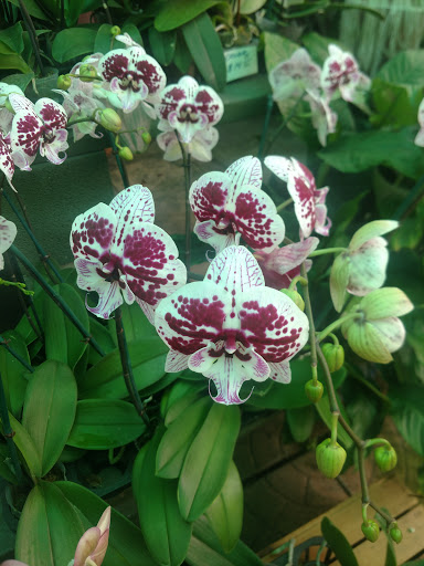 Florist «Thai-Rific Orchids Inc», reviews and photos, 5313 Gulfport Blvd S, Gulfport, FL 33707, USA