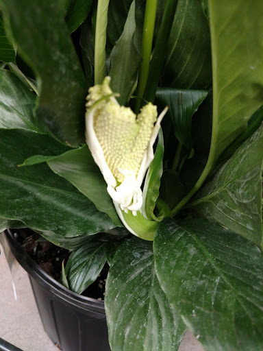 Grocery Store «D & W Fresh Market», reviews and photos, 2103 Parkview Ave, Kalamazoo, MI 49008, USA