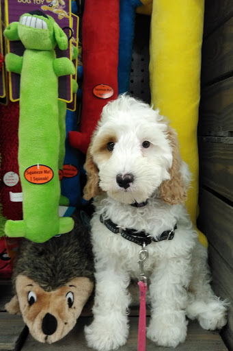 Pet Supply Store «Petco Animal Supplies», reviews and photos, 600 US-441, The Villages, FL 32159, USA