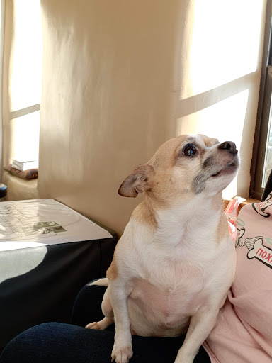 Mariposa Veterinary Wellness Center image