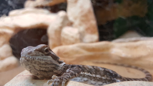 Pet Supply Store «PetSmart», reviews and photos, 2135 NJ-38 Ste B, Cherry Hill, NJ 08002, USA