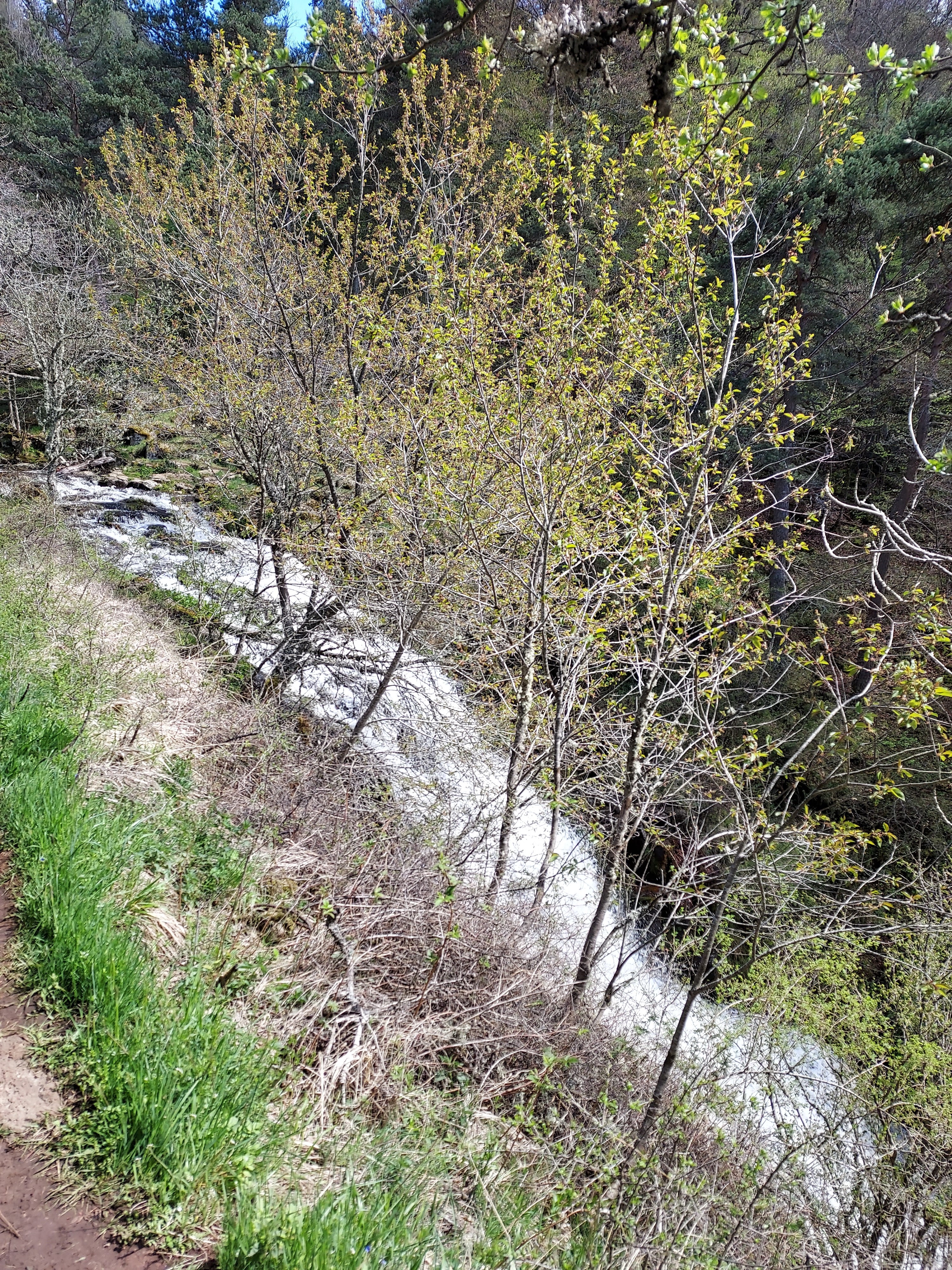 Photo n° 1 de l'avis de Poni. fait le 14/05/2021 à 15:27