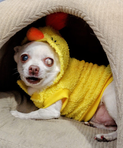 Pet Supply Store «The Dog House», reviews and photos, 4237 S Alameda St, Corpus Christi, TX 78412, USA